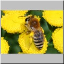 Colletes fodiens - Seidenbiene w001a 8mm - OS-Wallenhorst-Sandgrube-det.jpg